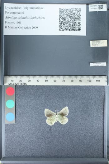 Media type: image;   Entomology 154883